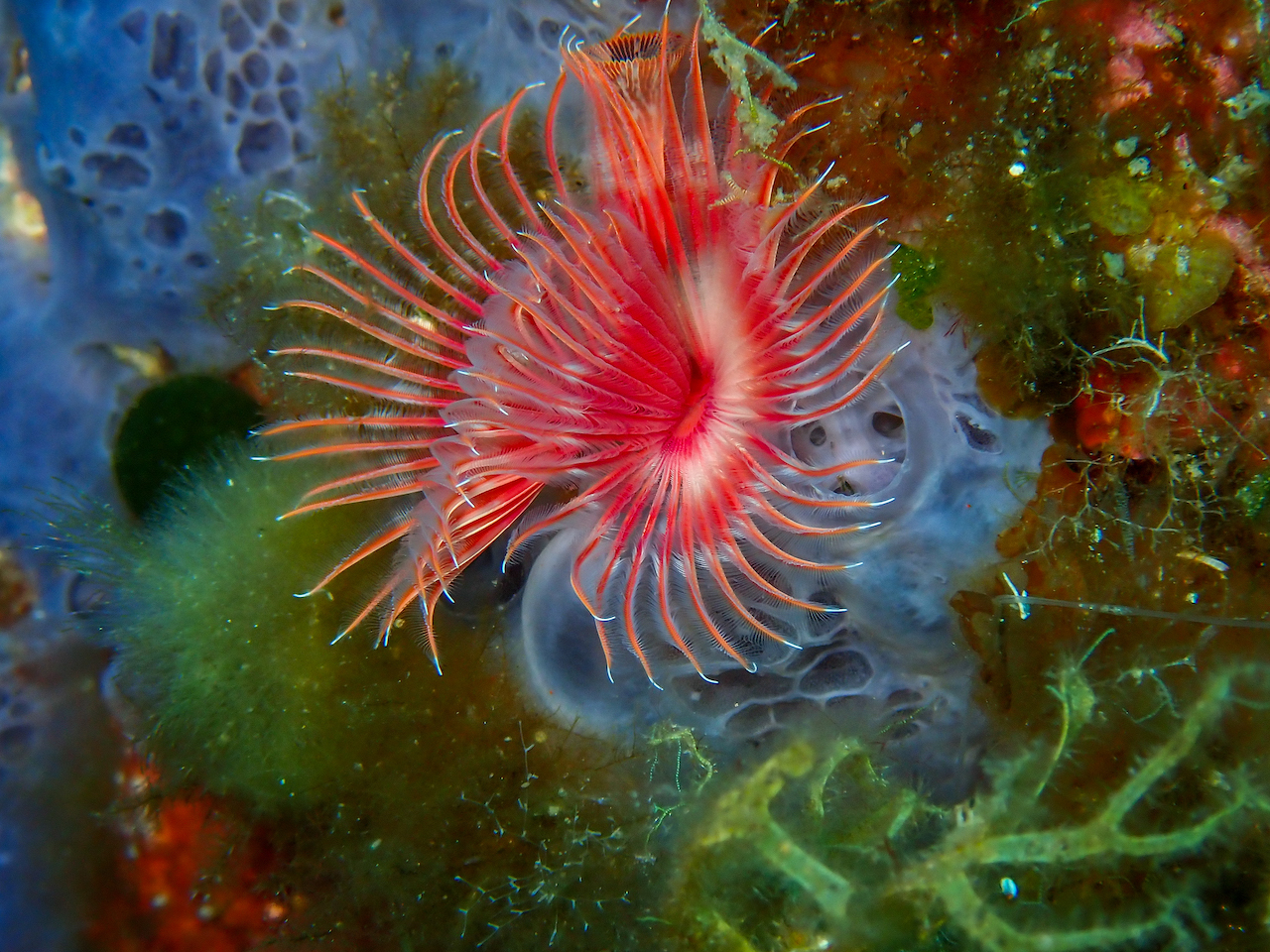 Serpula vermicularis Serpula vermicularis